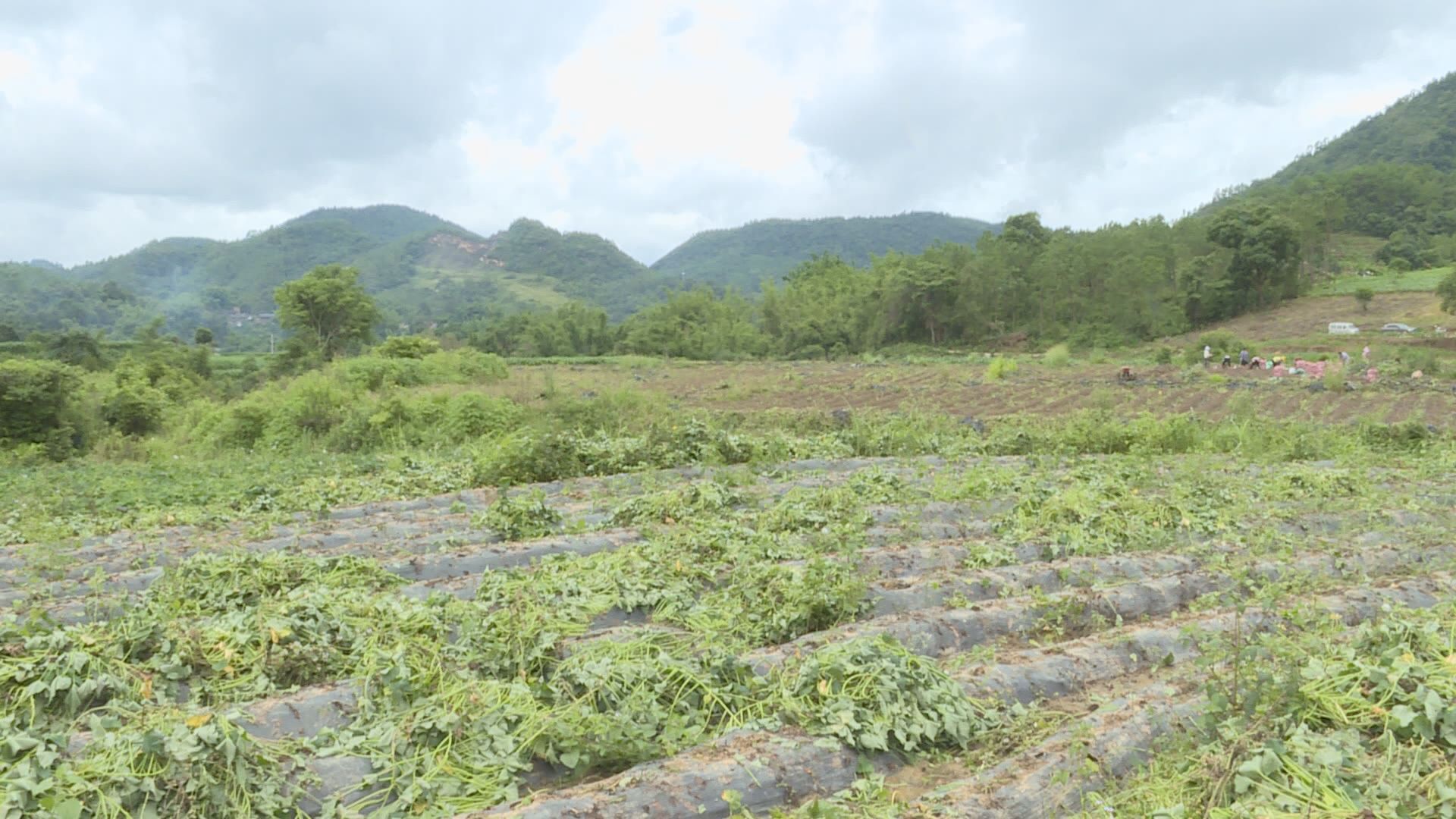 Still0702_00077.jpg Still0702_00077.jpg