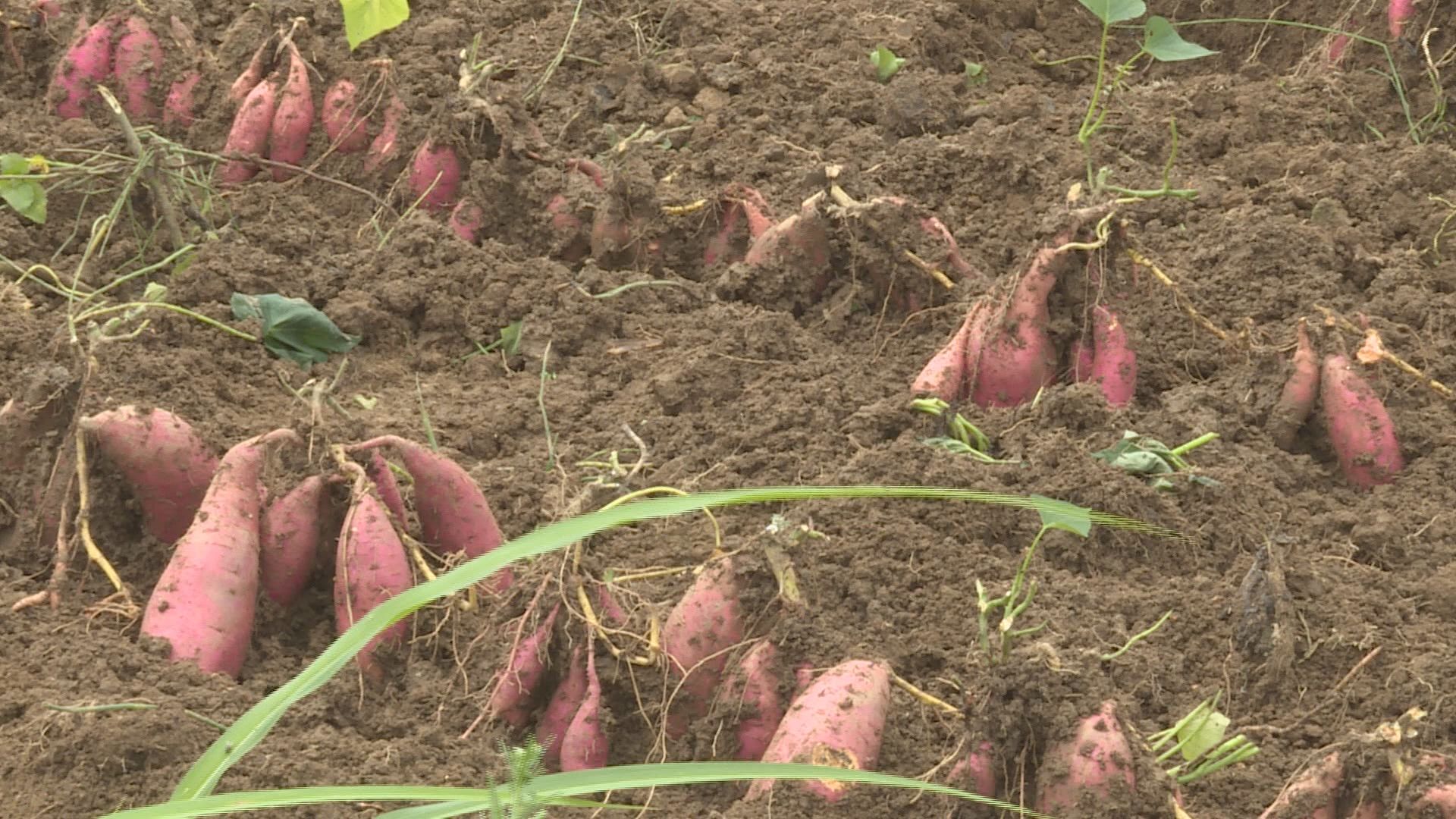 Still0702_00079.jpg Still0702_00079.jpg