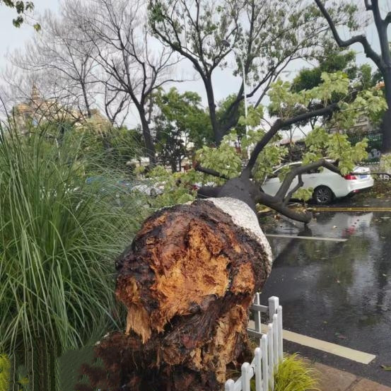 金兰路64株泡桐存隐患被应急清理(西山区城市管理局 供图)