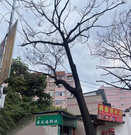 金兰路64株泡桐存隐患被应急清理(西山区城市管理局 供图)