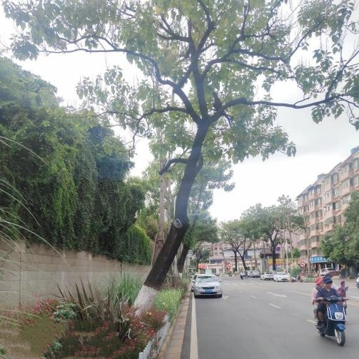 金兰路64株泡桐存隐患被应急清理(西山区城市管理局 供图)