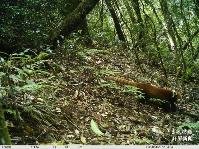 首次拍到！动物界“网红明星”小熊猫现身云南龙陵（春城晚报-开屏新闻记者 崔敏 通讯员 郁云江 尹纯助 蒋继凡 摄影报道）