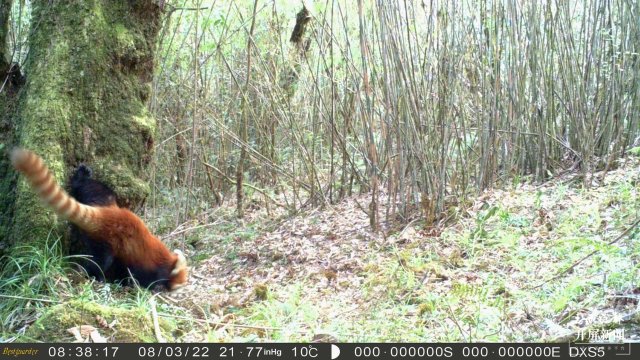 首次拍到！动物界“网红明星”小熊猫现身云南龙陵（春城晚报-开屏新闻记者 崔敏 通讯员 郁云江 尹纯助 蒋继凡 摄影报道）