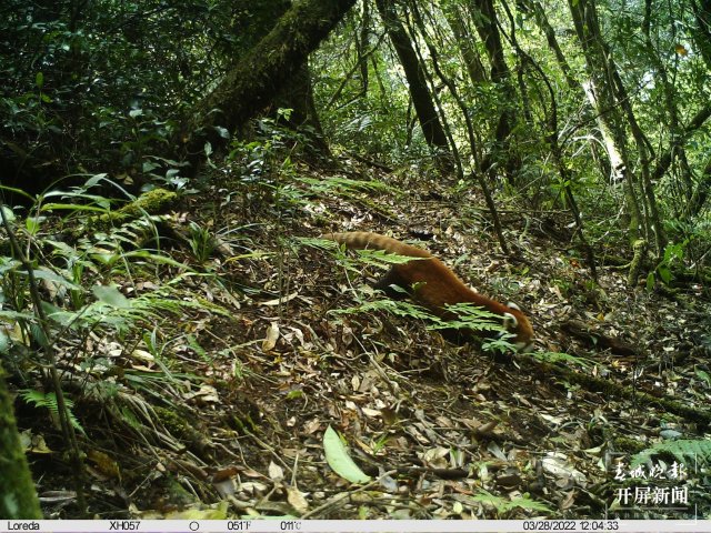 首次拍到！动物界“网红明星”小熊猫现身云南龙陵（春城晚报-开屏新闻记者 崔敏 通讯员 郁云江 尹纯助 蒋继凡 摄影报道）