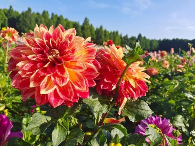 捞渔河公园4万余盆大丽花盛放，花期将持续3个月！ 捞渔河湿地公园 供图