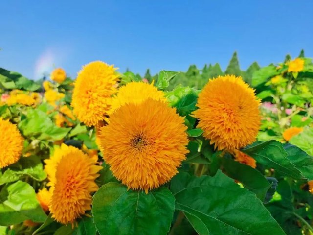 捞渔河公园4万余盆大丽花盛放，花期将持续3个月！ 捞渔河湿地公园 供图