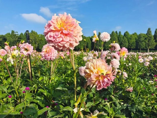 捞渔河公园4万余盆大丽花盛放，花期将持续3个月！ 捞渔河湿地公园 供图