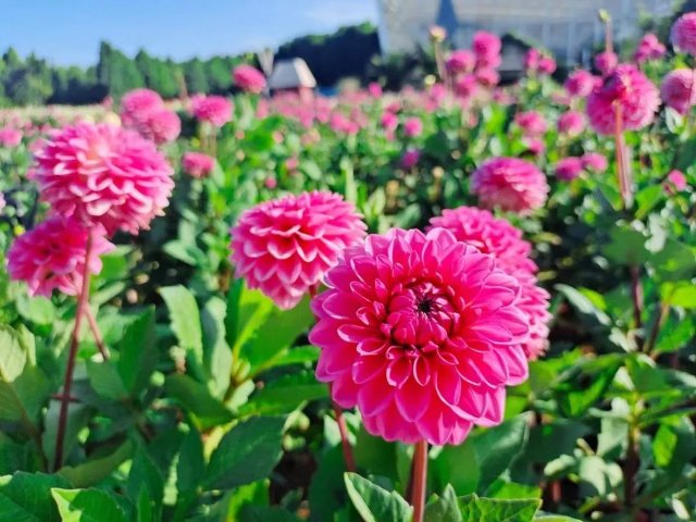 捞渔河公园4万余盆大丽花盛放，花期将持续3个月！ 捞渔河湿地公园 供图