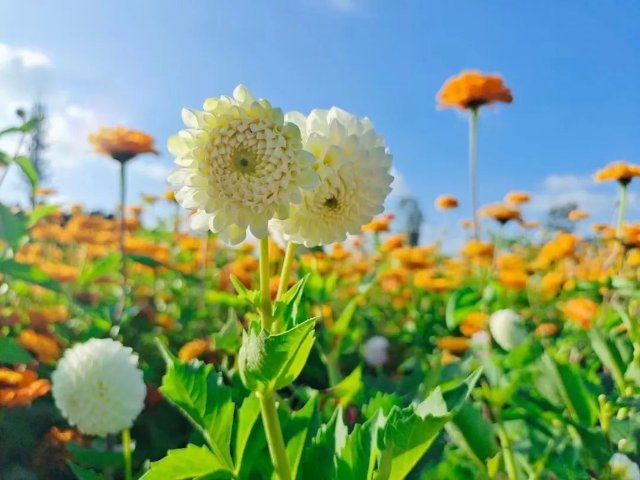 捞渔河公园4万余盆大丽花盛放，花期将持续3个月！ 捞渔河湿地公园 供图