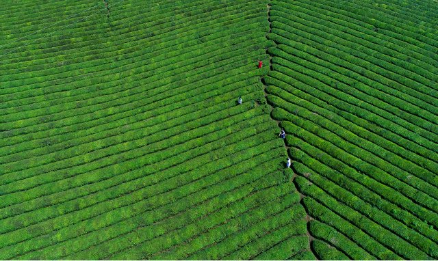 羊楼洞古镇（供图）