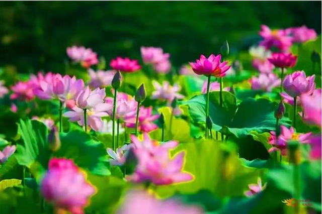 游古镇、品美食！姚安光禄古镇千亩荷花又开啦 姚安县文化和旅游局供图