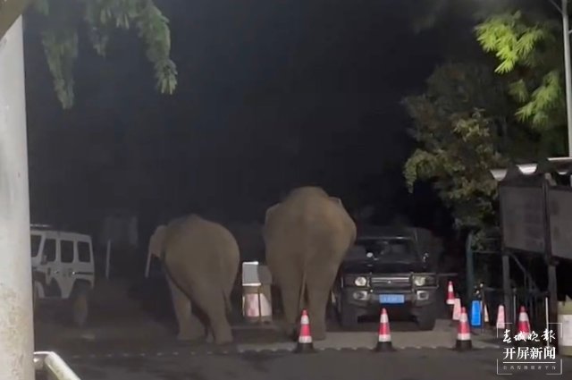 云南磨憨:象爸爸带着小象“入境”啦!(开屏新闻记者 张勇 通讯员 蒋婷 卫海林 摄)