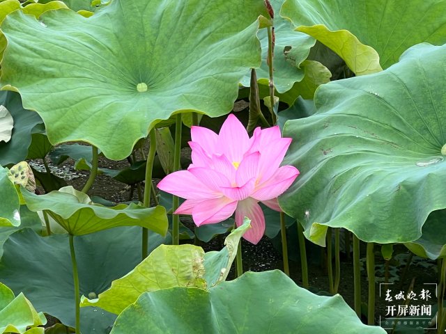 赏荷花、挖土豆、吃美食……首届斗南农旅文化节开幕