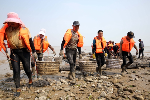 1、近日,村民张永辉的双头蛏养殖喜获丰收,上岸便销售一空。朱华南 摄