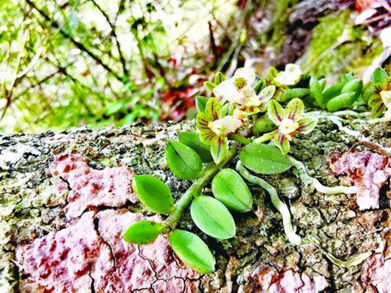 大熊猫国家公园发现兰科新种