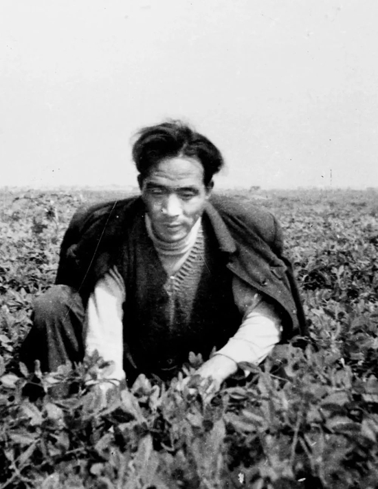 焦裕禄同志生前在田间劳动的情形。新华社稿