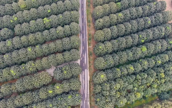 2020年9月23日在兰考县堌阳镇徐场村拍摄的泡桐树（无人机照片）。新华社记者 郝源 摄