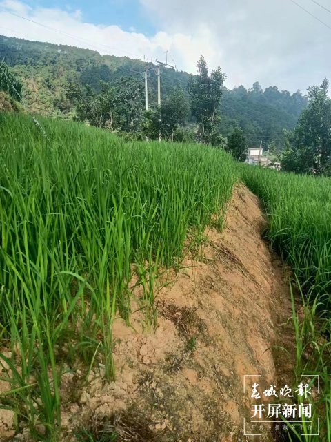 临沧市鲁史镇1000亩“杂交旱稻”丰收在望