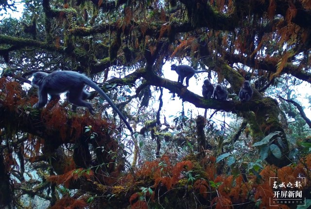 好温馨！云南龙陵首次拍到熊猴和菲氏叶猴同树相栖