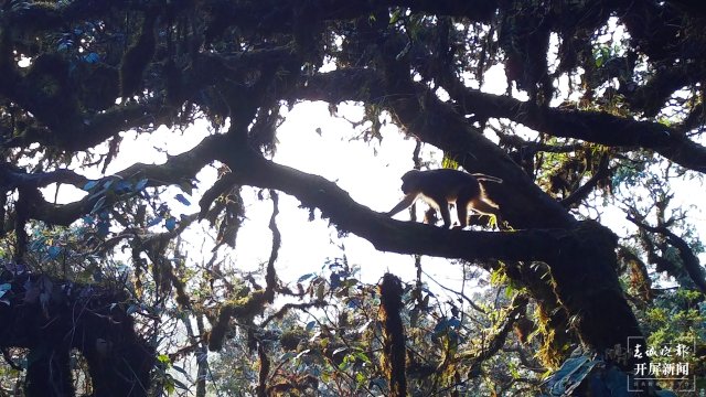 好温馨！云南龙陵首次拍到熊猴和菲氏叶猴同树相栖