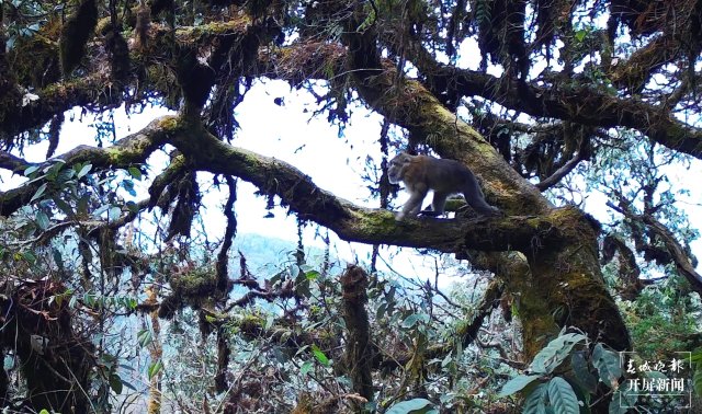 好温馨！云南龙陵首次拍到熊猴和菲氏叶猴同树相栖