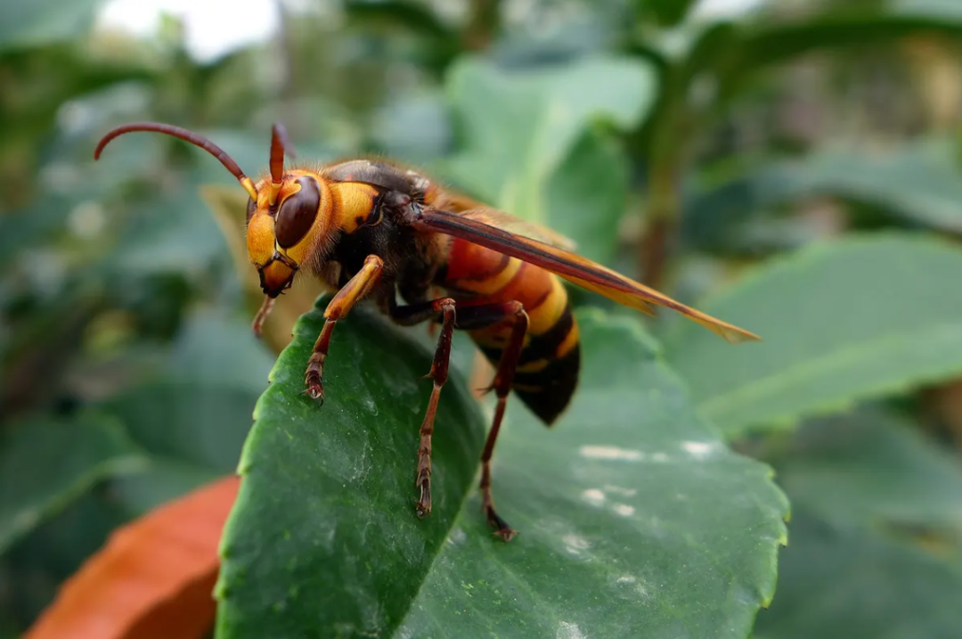 破译胡蜂养殖密码漾濞80后小伙的蜂狂致富路
