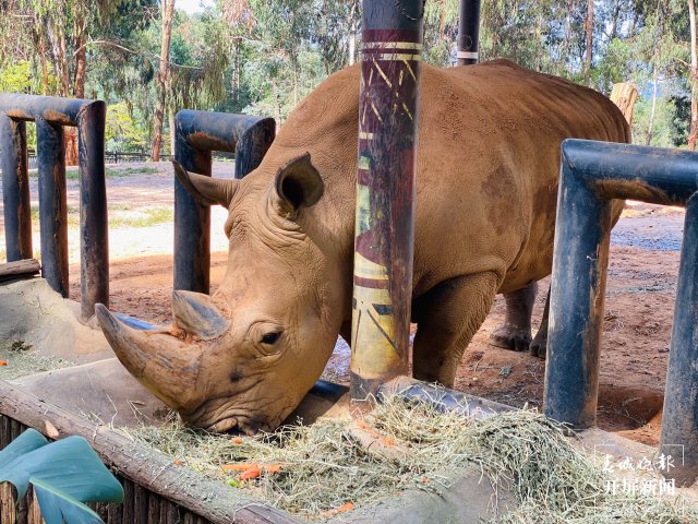 云南野生动物园动物享用"中秋定制月饼"_昆明信息港