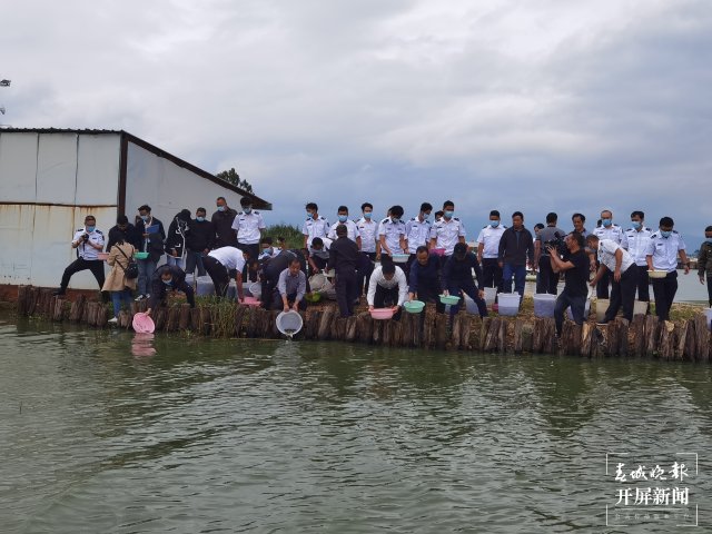 100万尾杞麓鲤增殖放流玉溪杞麓湖（开屏新闻记者 李春丽 杨茜 通讯员 罗瑀 吴文汝 摄）