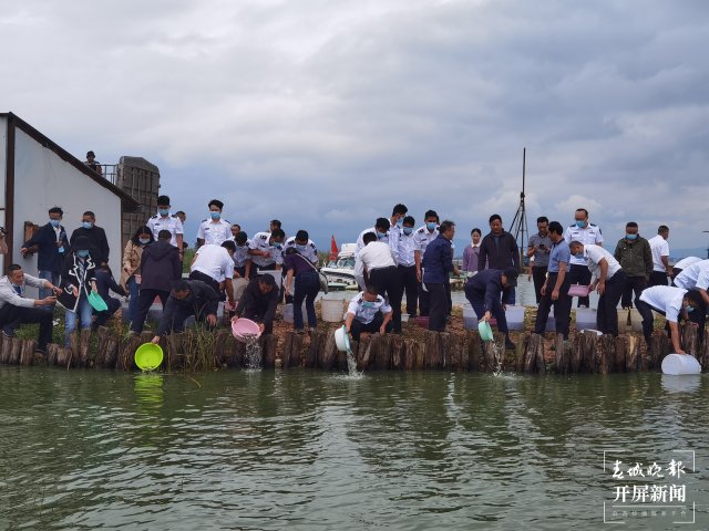 100万尾杞麓鲤增殖放流玉溪杞麓湖（开屏新闻记者 李春丽 杨茜 通讯员 罗瑀 吴文汝 摄）