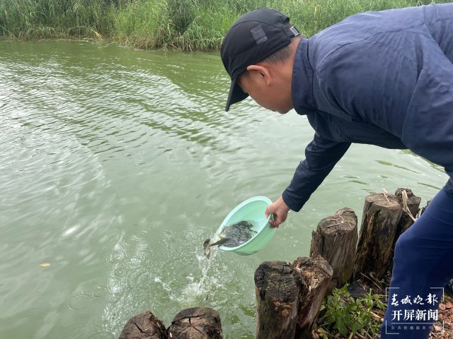 100万尾杞麓鲤增殖放流玉溪杞麓湖（开屏新闻记者 李春丽 杨茜 通讯员 罗瑀 吴文汝 摄）