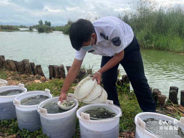 100万尾杞麓鲤增殖放流玉溪杞麓湖（开屏新闻记者 李春丽 杨茜 通讯员 罗瑀 吴文汝 摄）