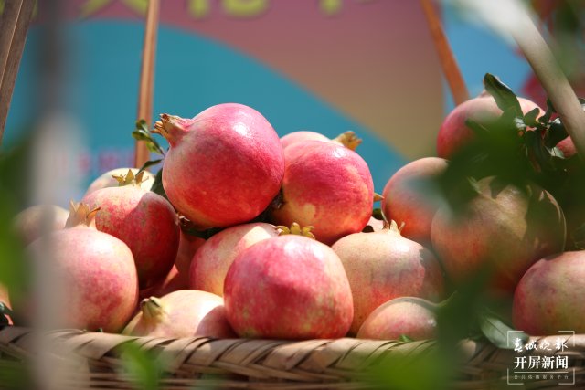 云南会泽万亩盐水石榴喜获丰收 (2).jpg