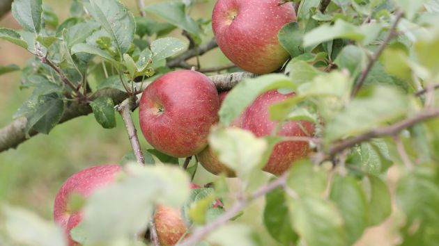 红富士挂满枝头 (4)