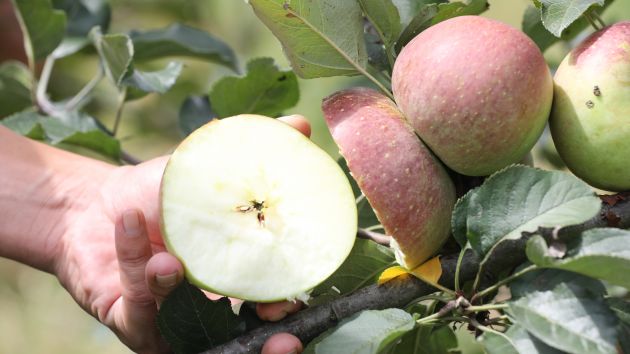 果农查看成色和甜度