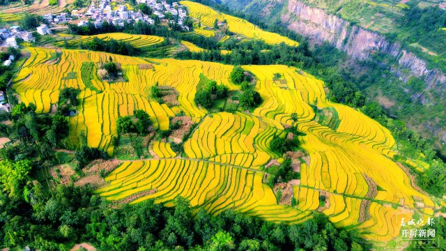 昭通这个地方千亩稻田喜获丰收，风景美如画 (4).jpg