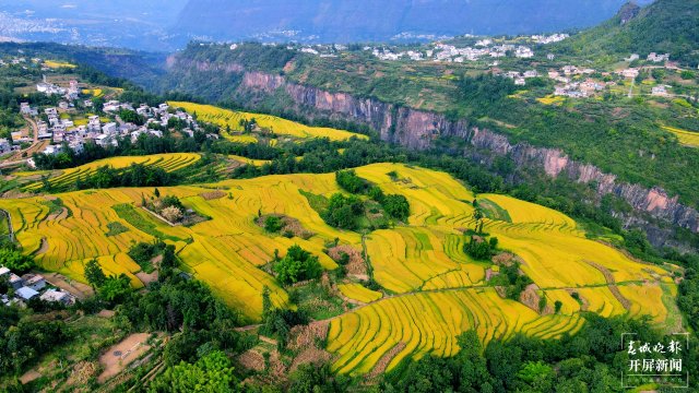 昭通这个地方千亩稻田喜获丰收，风景美如画 (6).jpg