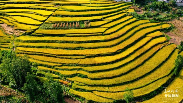 昭通这个地方千亩稻田喜获丰收，风景美如画 (8).jpg