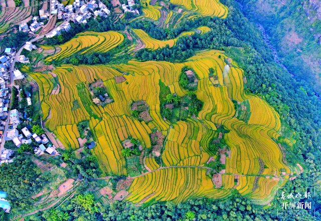 昭通这个地方千亩稻田喜获丰收，风景美如画 (7).jpg