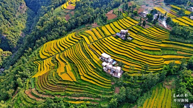 昭通这个地方千亩稻田喜获丰收，风景美如画 (1).jpg