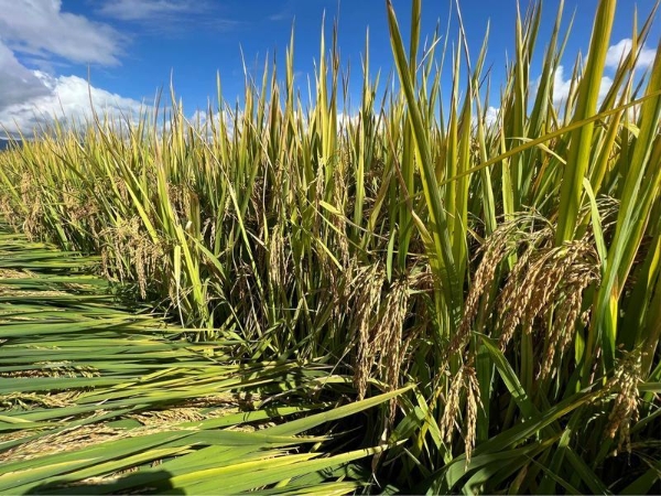 code_ynrbbe9b3c61-ef10-4dd2-af37-427b942922b8