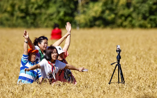稻谷飘香 丰收在望 稻谷飘香 丰收在望