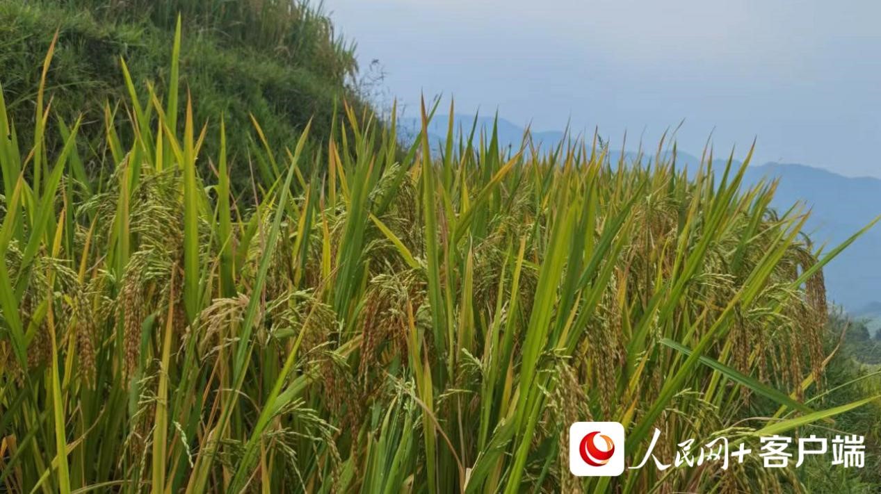 龙脊梯田上的稻谷逐渐成熟,即将进入收割期。刘鑫 摄 龙脊梯田上的稻谷逐渐成熟,即将进入收割期。刘鑫 摄