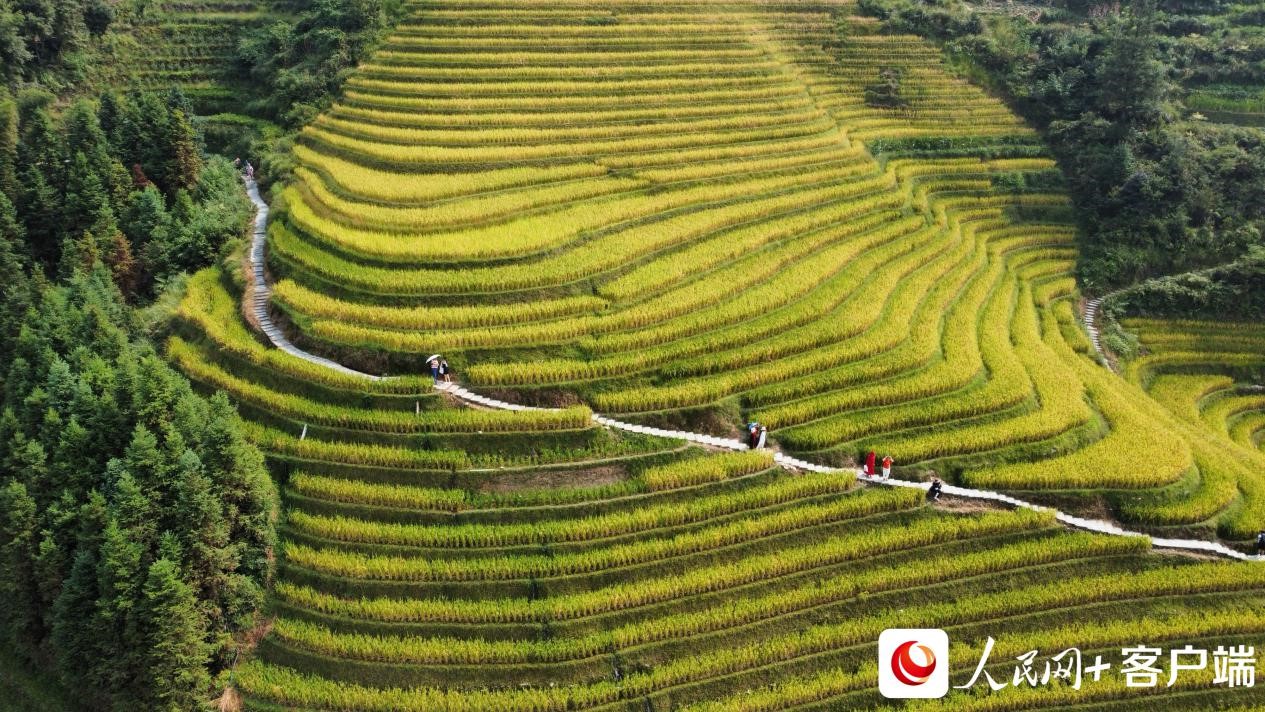 游人行走在稻田中。何善权 摄 游人行走在稻田中。何善权 摄