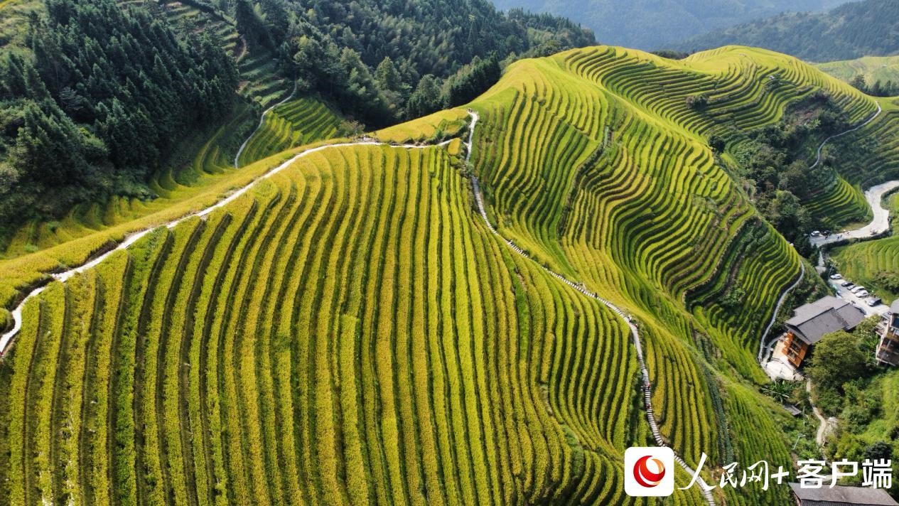 龙脊梯田上金黄的水稻。何善权 摄 龙脊梯田上金黄的水稻。何善权 摄