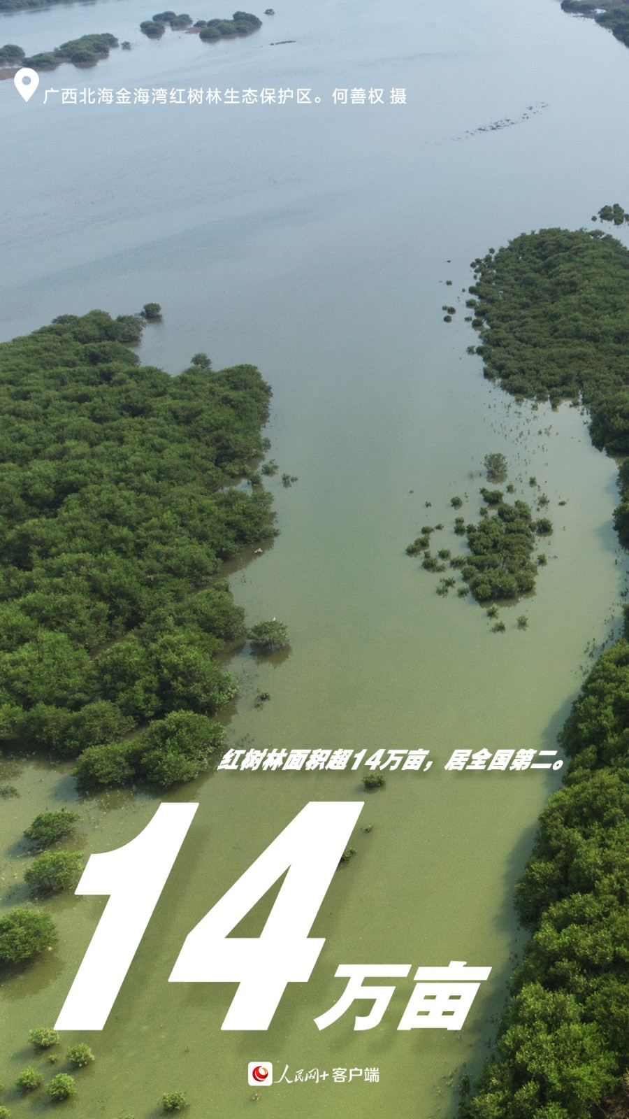 undefined 02红树林面积.jpg