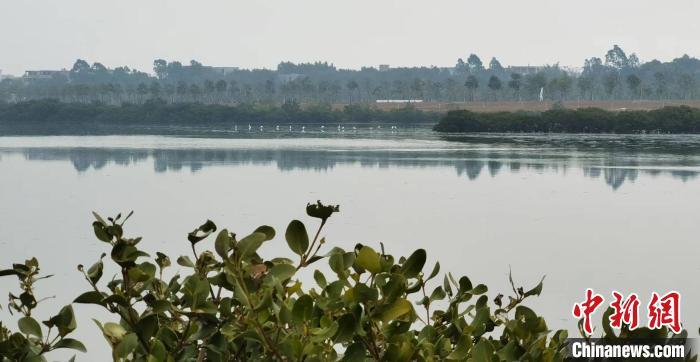 资料图:北海冯家江流域。 翟李强 摄 资料图:北海冯家江流域。 翟李强 摄