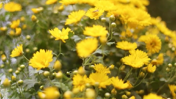 【网络中国节】四大名著里的重阳故事,你了解吗? 【网络中国节】四大名著里的重阳故事,你了解吗?