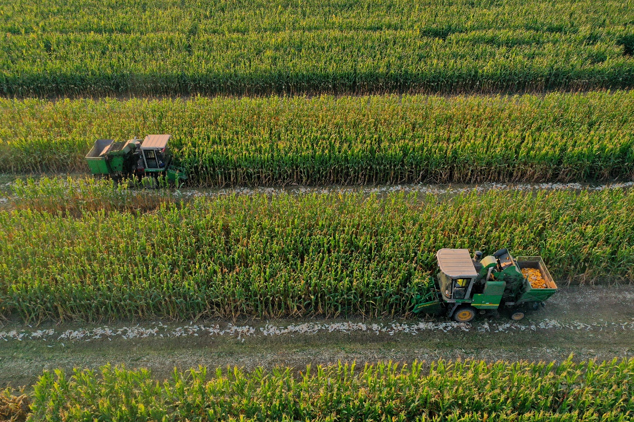 山东乐陵市89.5万亩玉米进入收获期，全市出动现代化农机装备为农户提供耕种收服务，确保粮食颗粒归仓。（乐陵市委宣传部供图）