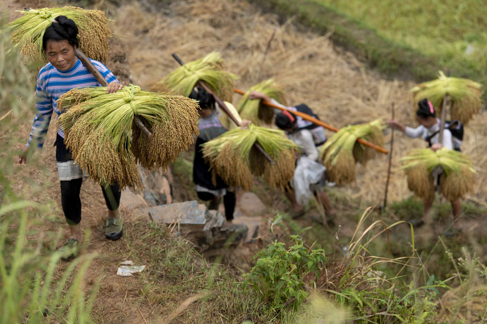 金秋时节，贵州省黔东南苗族侗族自治州从江县3万余亩香禾糯稻成熟，当地农户抢抓农时用传统方式收割、晾晒。（吴德军 摄）