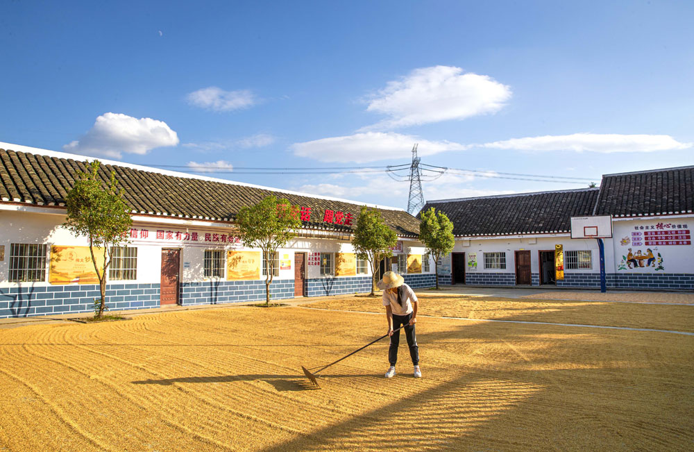 地处乌蒙山腹地的贵州省黔西市，8万多亩优质水稻陆续成熟收割，当地农民趁国庆假期晴好天气晾晒水稻。（史开心 摄）